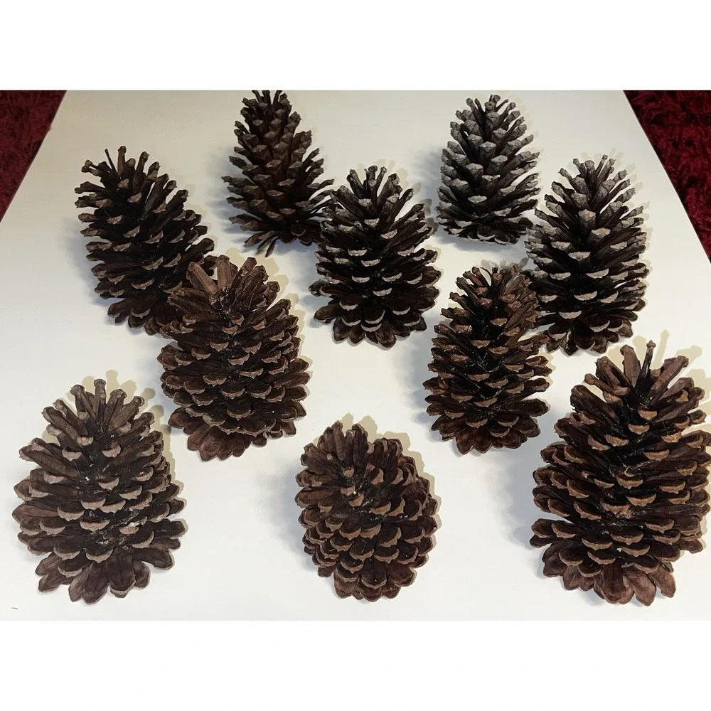 Bundle Of 18 PineCones Handpicked Washed Sun-dried Excellent Condition